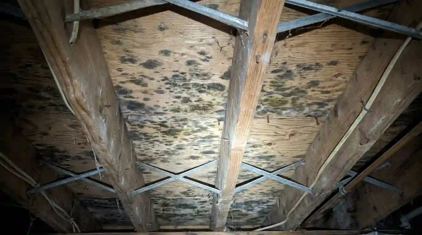 Mold on the underside of subfloor between joists
