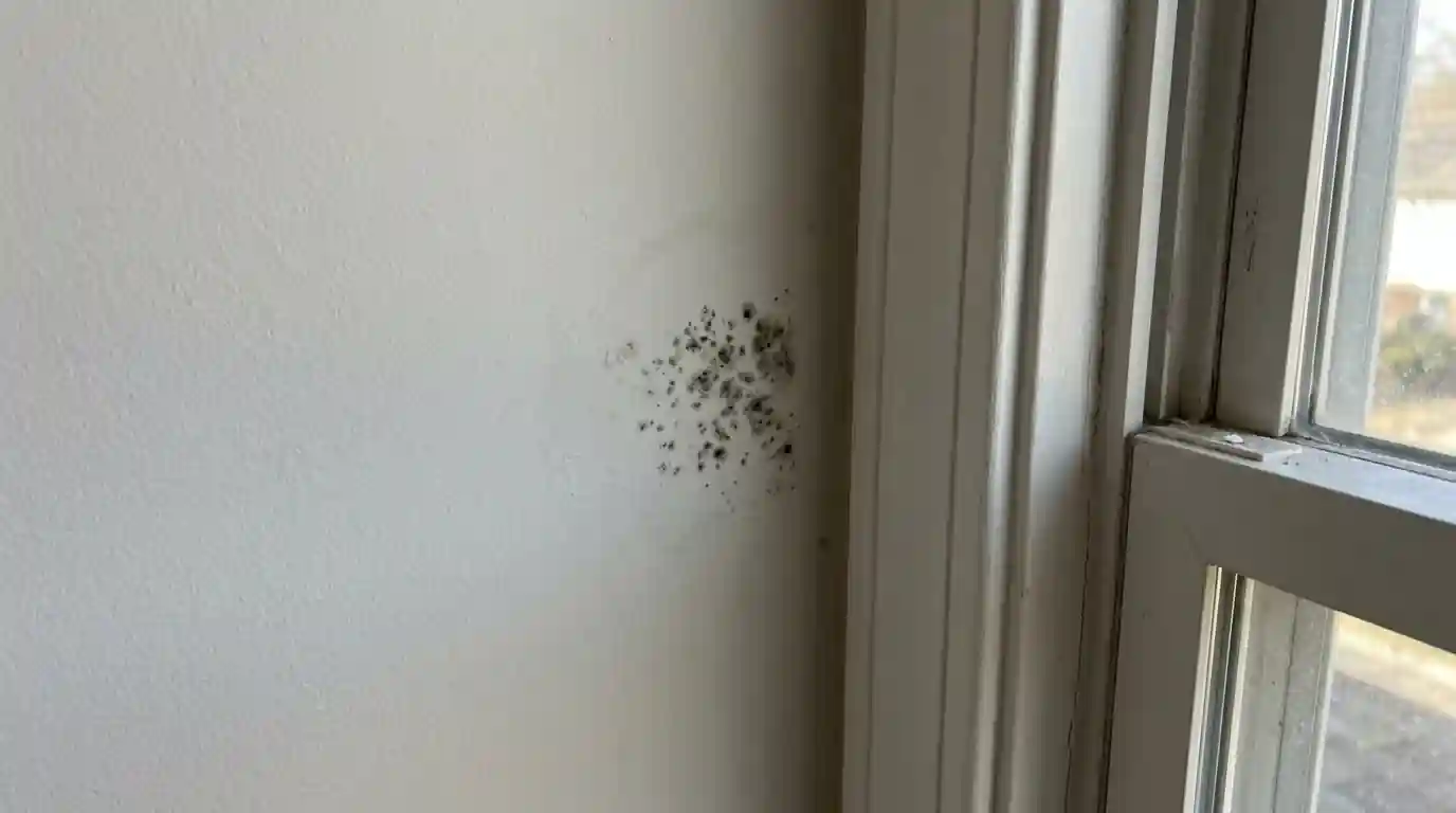 A small mold patch caught early