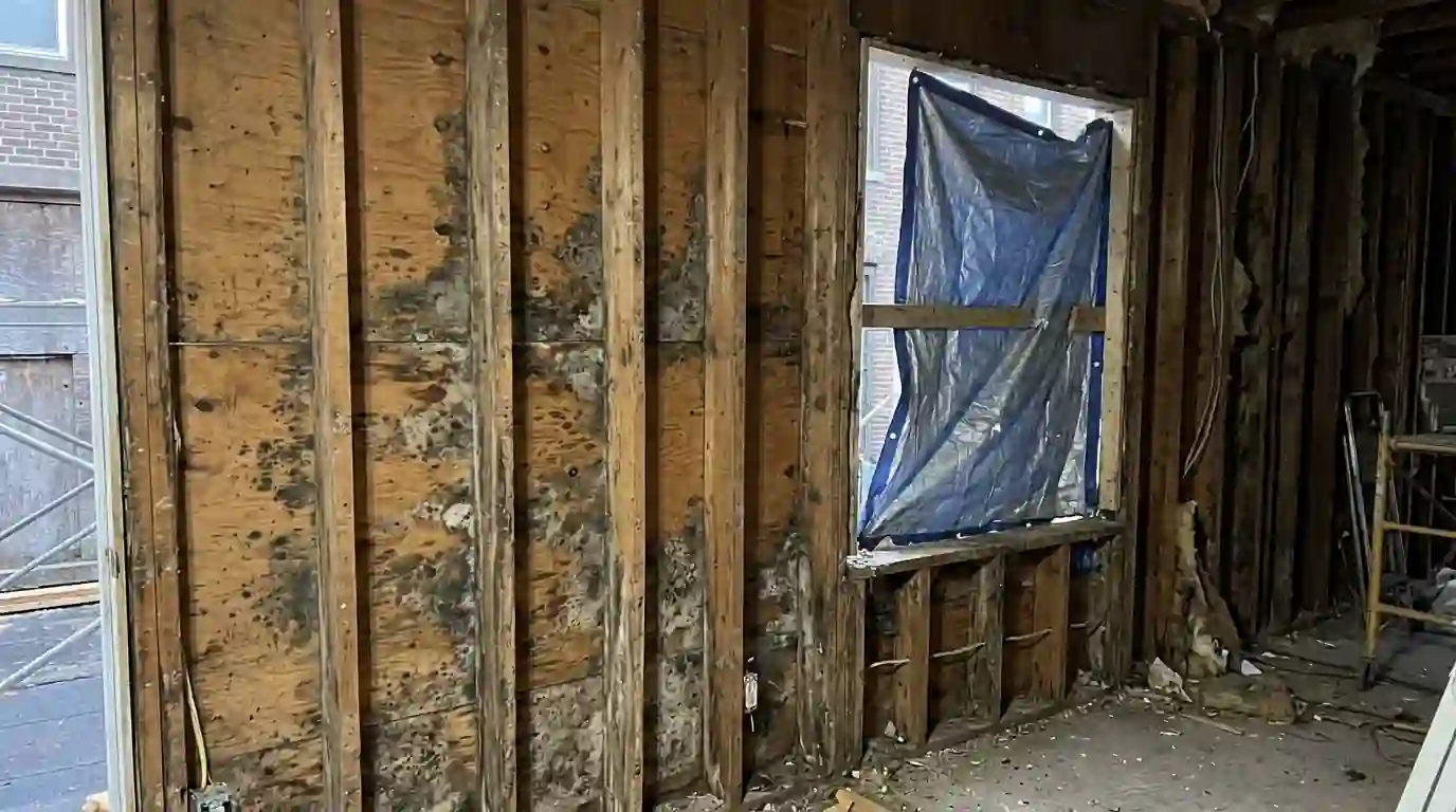 Mold spots on open framing next to a tarped window opening